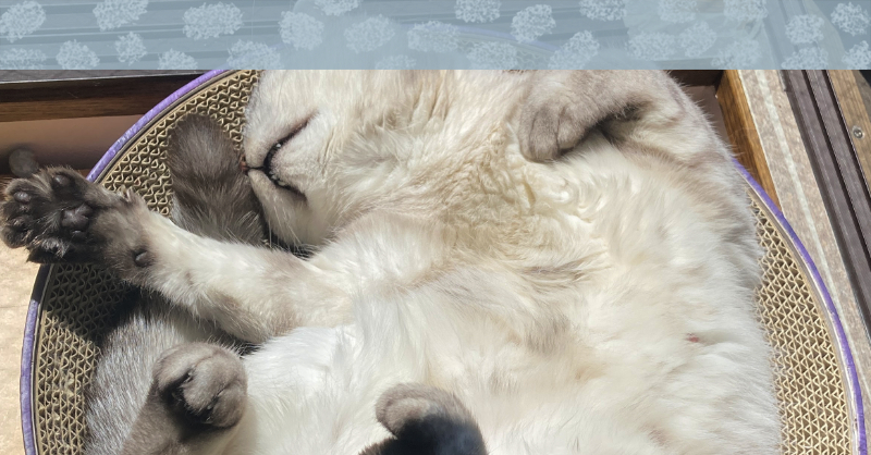 しらすちゃんのお腹